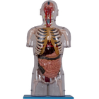 यथार्थवादी पीवीसी पेंट मानव शरीर रचना मॉडल आंतरिक अंगों के साथ