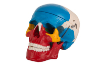 मेडिकल स्कूल प्रशिक्षण के लिए नीला लाल रंग चित्रित प्लास्टिक शारीरिक खोपड़ी