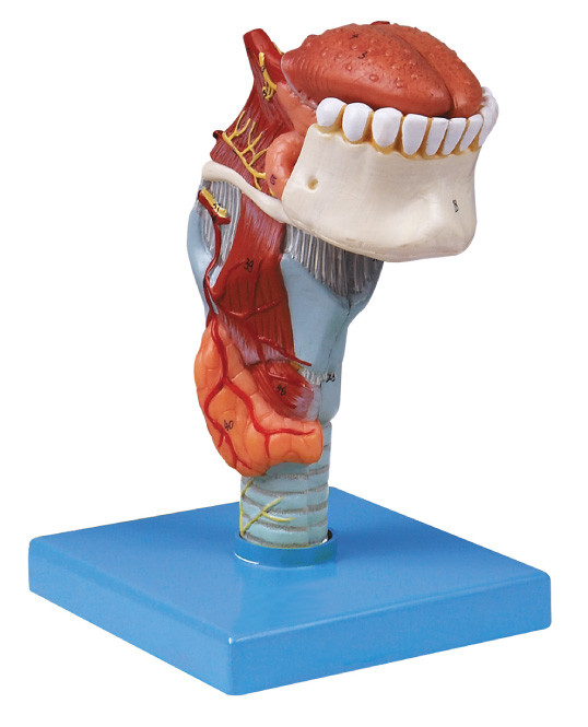 आईएसओ कारख़ाना मानव शरीर रचना मॉडल लारेंक्स टॉन्ग्यू, दांत मानव मॉडल के साथ