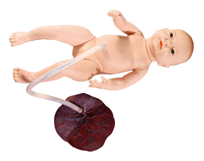 गर्भनाल गर्भनाल नर्सिंग सिमुलेशन प्रशिक्षण के साथ लघु महिला नवनाट भ्रूण मॉडल