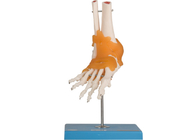 शिक्षा प्रशिक्षण मानव शरीर रचना मॉडल कोहनी हिप घुटने पैर स्नायुबंधन के साथ संयुक्त
