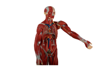 शिक्षा प्रशिक्षण मानव धड़ शरीर रचना मॉडल आंतरिक अंगों के साथ खुला वापस