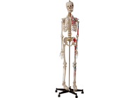 मांसपेशियों और स्नायुबंधन के साथ कॉलेज शारीरिक मानव कंकाल