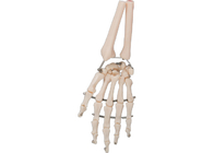 चिकित्सा प्रशिक्षण के लिए परमवीर चक्र सामग्री मानव हाथ की हड्डी मॉडल 3D
