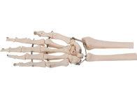 चिकित्सा प्रशिक्षण के लिए परमवीर चक्र सामग्री मानव हाथ की हड्डी मॉडल 3D