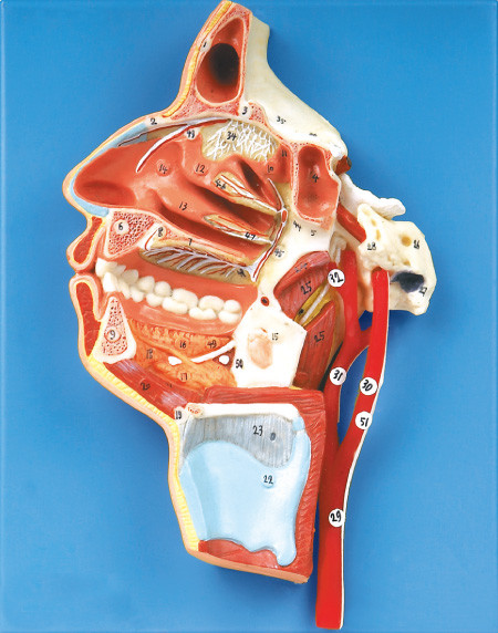 51 positions dispaly Mouth ,Nose ,Pharynx and Larynx with vessels and Nerves