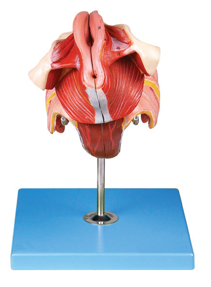 Female Genital Organs Model with 40 Positions are Displayed for Colleges Training
