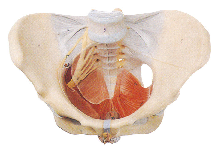 Female Pelvic Model with Floor Muscle and Nerve for Schools Training