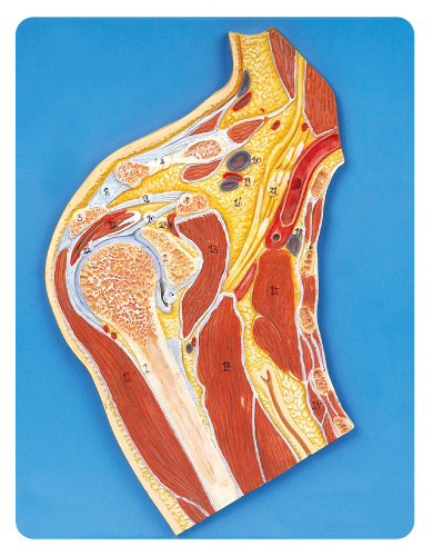 Shoulder Joint section medical anatomy models 23 position displayed education model