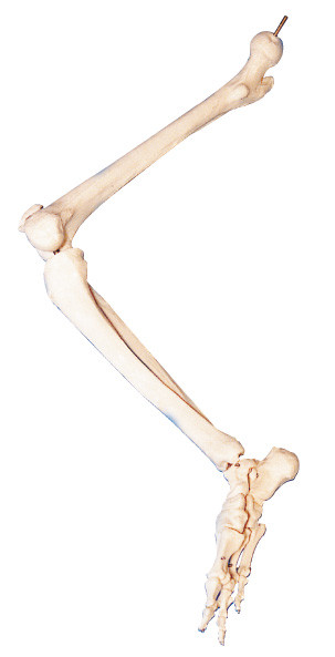 Bones of  lower limb human anatomy 3d models FOR Anatomical Teaching