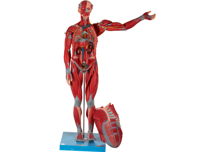 मेडिकल स्कूल प्रशिक्षण के लिए पुरुष आंतरिक अंग मानव स्नायु एनाटॉमी मॉडल पीवीसी