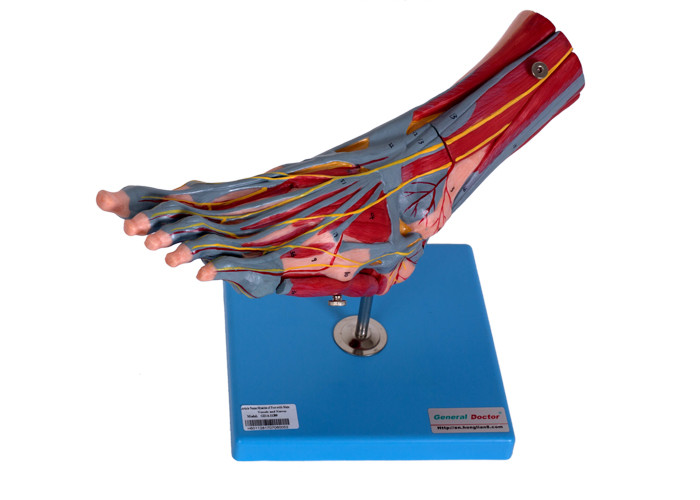 वेसल्स नसों के साथ पैर की मांसपेशियां मानव शरीर रचना मॉडल