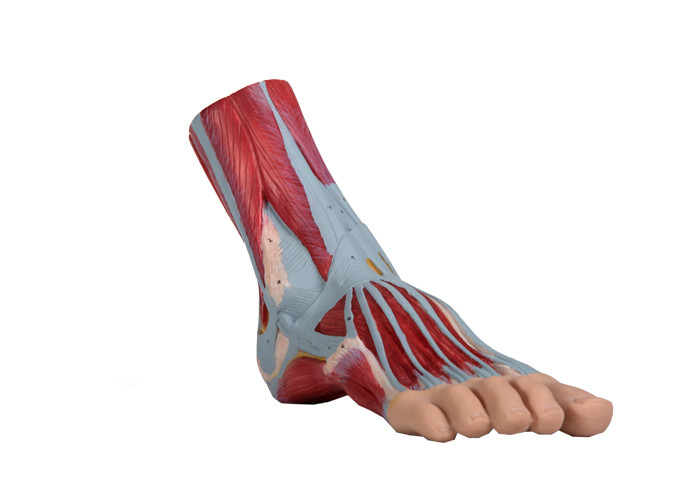 प्रशिक्षण के लिए पैर मानव शरीर रचना मॉडल पीवीसी स्नायु चित्रित रंग