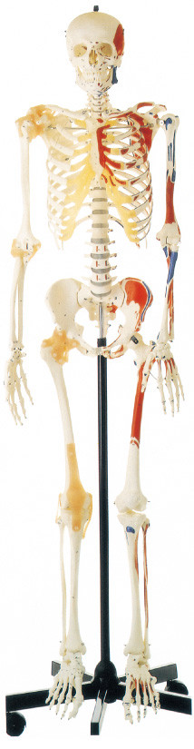 एक तरफ चित्रित मांसपेशियों मानव शरीर रचना मॉडल के साथ मानव कंकाल को बढ़ावा देना